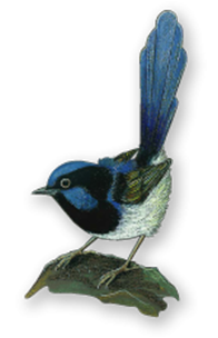 blue-bird